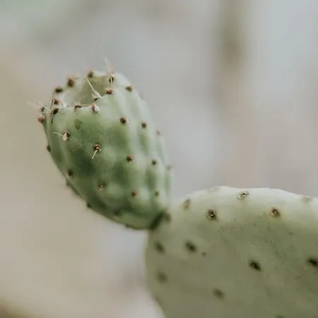 Tenuta La Cornula Bed and breakfast San Donato di Lecce