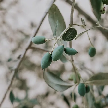 Tenuta La Cornula 4* San Donato di Lecce